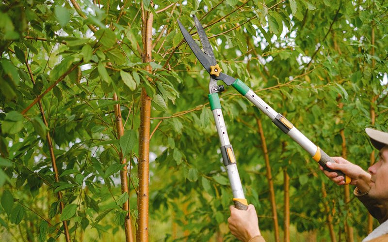 Tree trimming in Fairview, OR