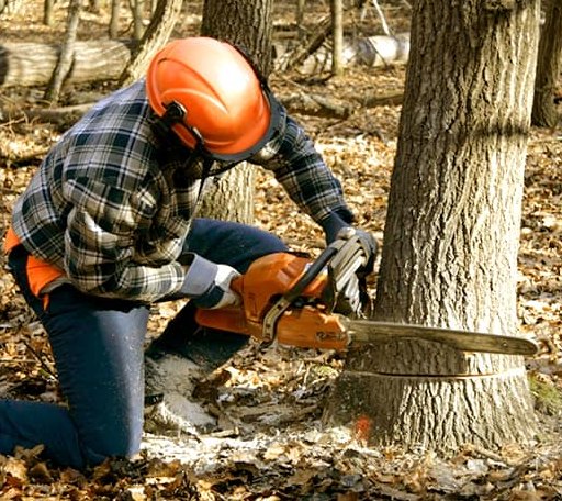 Tree Removal in Fairview, OR